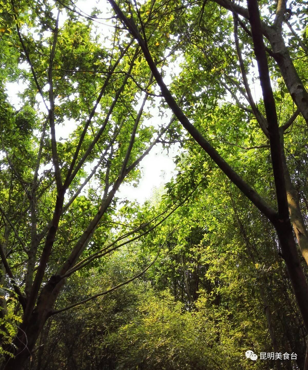 云南最神秘的六个野温泉，峡谷弥漫雾气小鱼咬脚，车底盘常常被刮
