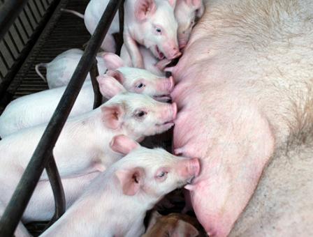 母猪尿路感染的治疗方法,母猪宫内炎症怎么治疗