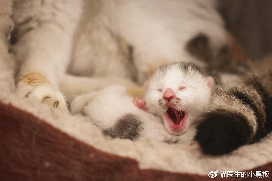 怎么看兽医靠不靠谱,不靠谱的小兽医