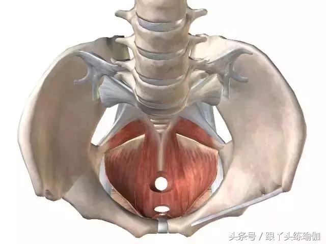 盆底肌大揭秘:你的*福性**她知道!