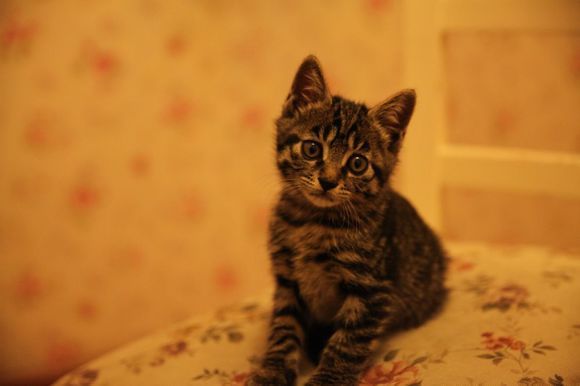 主人不在家怎样让猫咪不无聊,主人不在家猫咪怎么度过