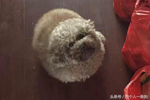 美女养泰迪连续三月收到宠物用品快递,报警调查结果让她哭笑不得