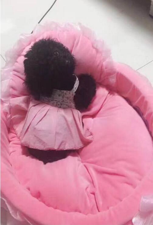 黑色泰迪更活泼,黑色泰迪和灰色泰迪配会出什么色