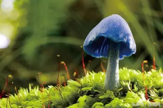 10种最奇特的蘑菇,中国最罕见的蘑菇是什么菇