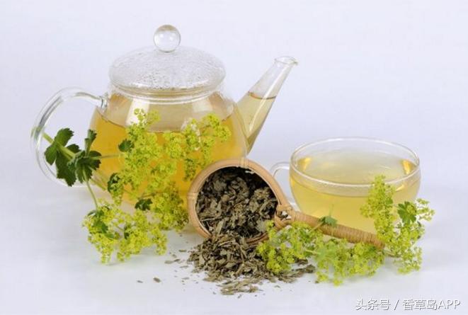 曾是西方炼金术师的宠儿，如今仍是“女士的斗篷”