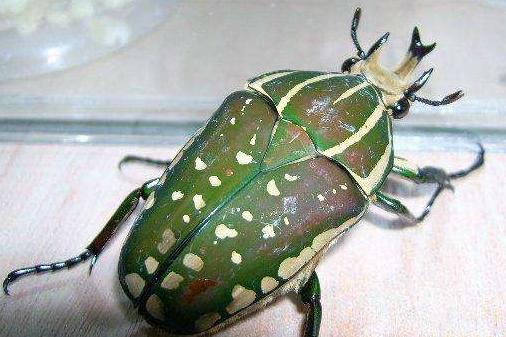 揭秘五种地球上最强大的昆虫,地球上远古已灭绝的昆虫