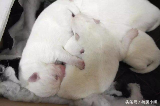 萨摩耶狗生小狗过程,萨摩耶生产前征兆