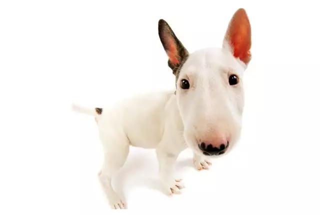 带你了解宠物真实价格,盘点十大宠物的真实价格