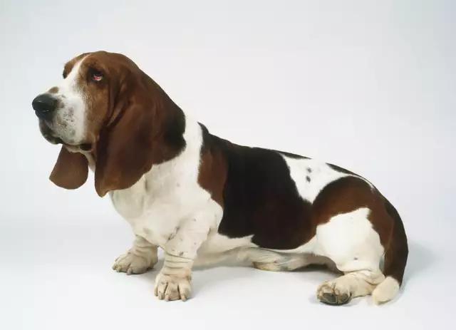 带你了解宠物真实价格,盘点十大宠物的真实价格