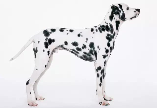 带你了解宠物真实价格,盘点十大宠物的真实价格