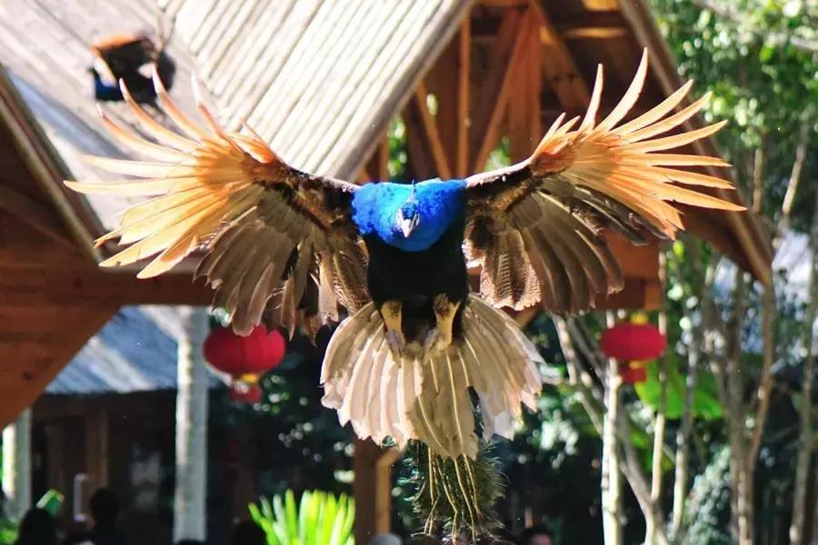 国庆节成都五日游攻略,元旦成都出发两天一夜旅游攻略