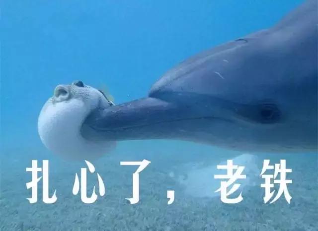 这位爱宠狂魔却是阻碍我和荷兰猪友谊道路上的始作俑者