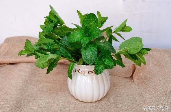 薄荷养法,薄荷不能长太高