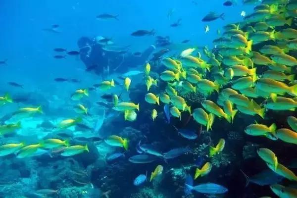 去过毛里求斯,说起去毛里求斯旅游的感受