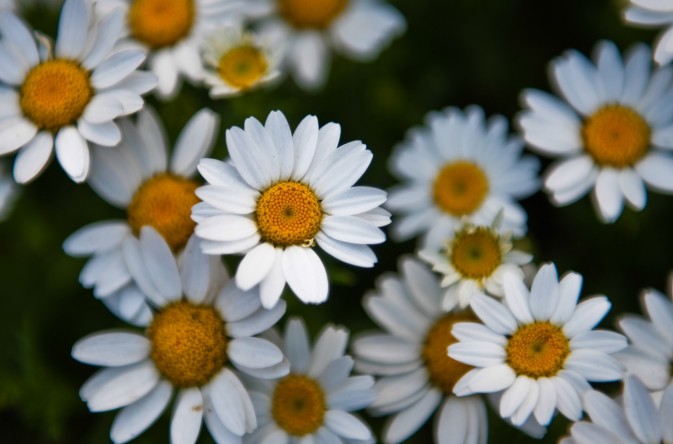 摄影小景深效果图,摄影景深知识大全