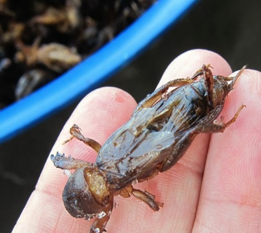 这些美味的虫子你敢吃吗,盘点可以吃的虫子