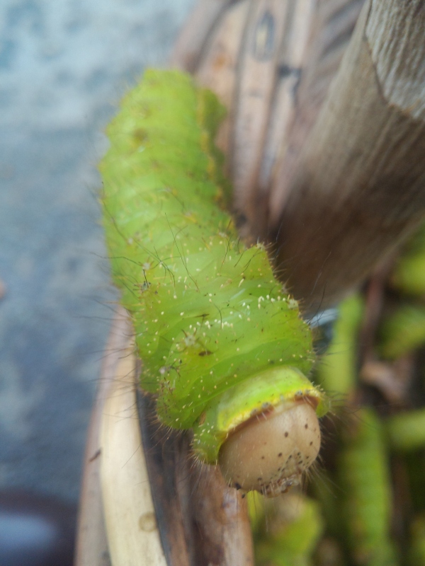 这些美味的虫子你敢吃吗,盘点可以吃的虫子
