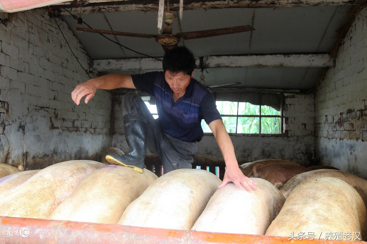 母猪有子宫内膜炎可以输精不,母猪子宫内膜炎怎么治疗