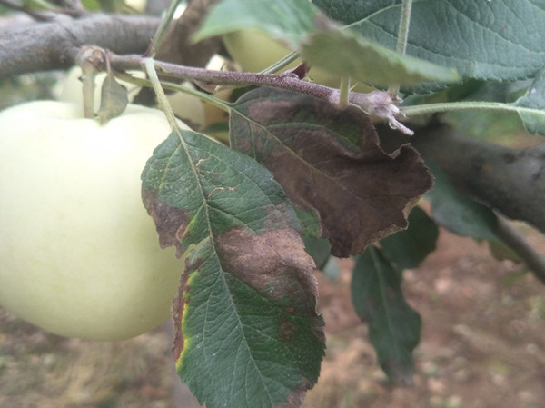 苹果叶子有黑色斑点什么情况?教你4种方法防治!