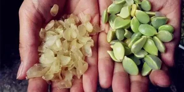 在这凉意渐生的季节里,吃一碗纯天然皂角米最滋补!