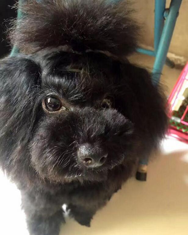 黑色泰迪更活泼,黑色泰迪和灰色泰迪配会出什么色