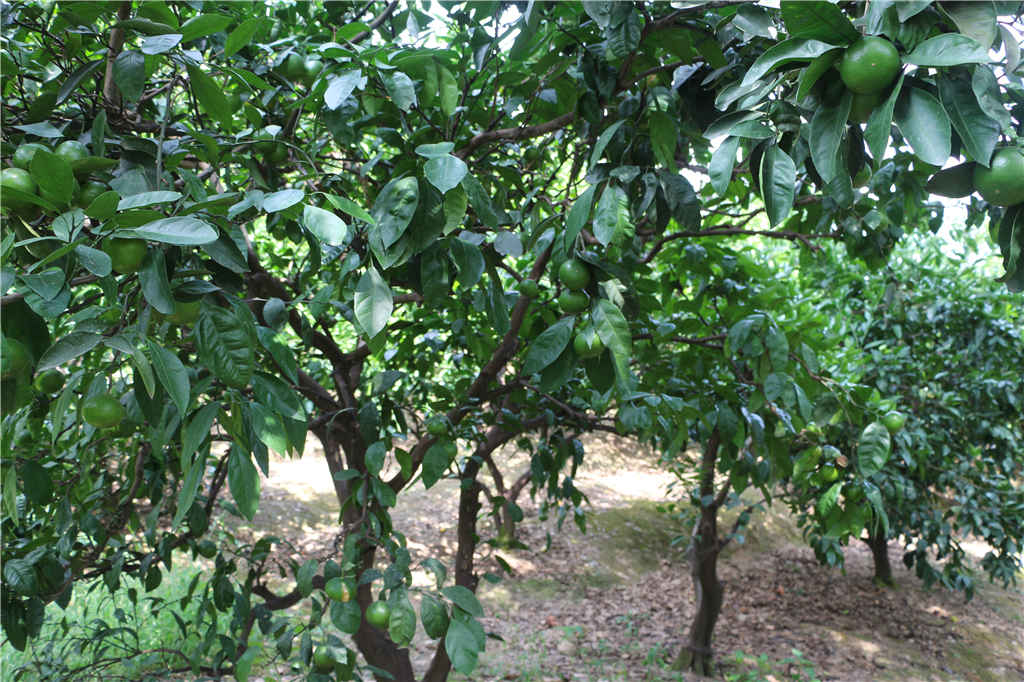 品山水美景房子,品农家菜