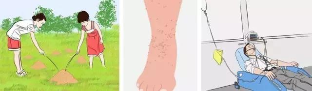 在户外要怎么注意红火蚁,高度警惕红火蚁
