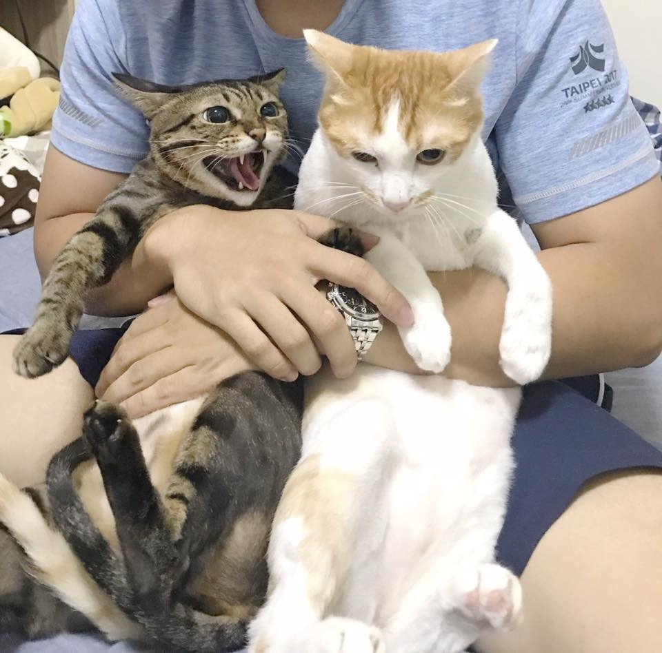 猫笑起来多可怕,猫笑的样子和正常样子