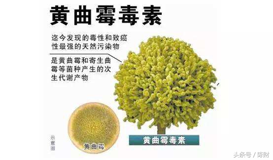 茶漏会产生黄曲霉素吗,湿仓茶能退仓吗