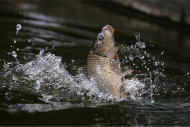 鱼为什么不建议多吃,鱼的食用禁忌大全
