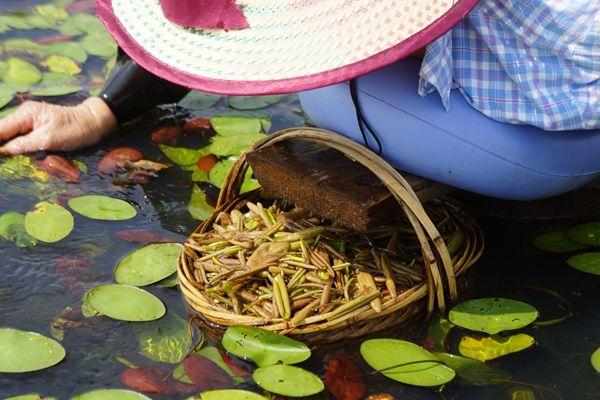 三农稀奇古怪的美食你吃过吗,农村里的这些菜个个都是宝