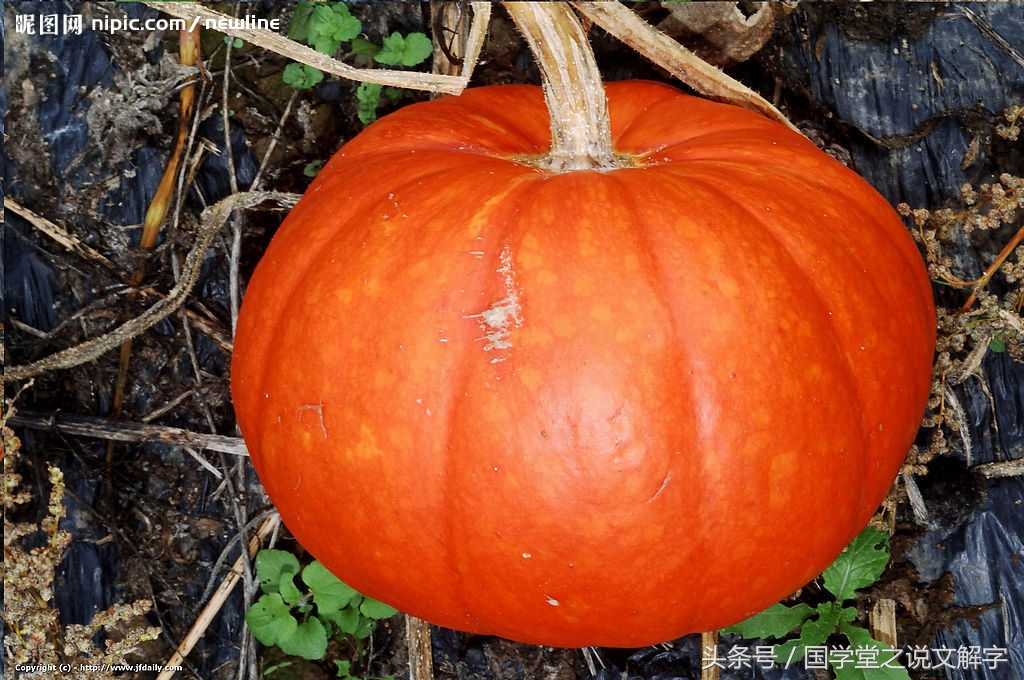 冬瓜南瓜西瓜苦瓜哪个不是一类的,冬瓜南瓜西瓜还有个北瓜哪去了