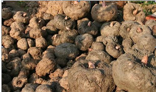 11岁孩子便秘严重怎样调理,备孕期便秘严重如何调理