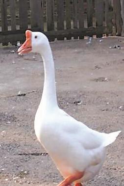 双塘雪藕不足十亩太湖百合仅剩十颗记忆中的湖州“土”产去哪了?