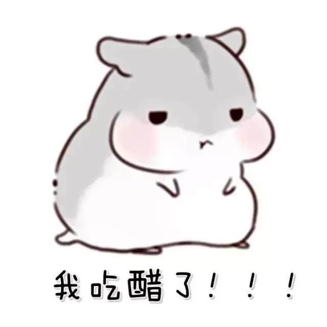 这位爱宠狂魔却是阻碍我和荷兰猪友谊道路上的始作俑者