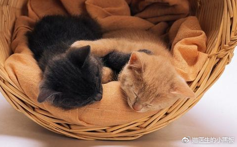 怎么看兽医靠不靠谱,不靠谱的小兽医