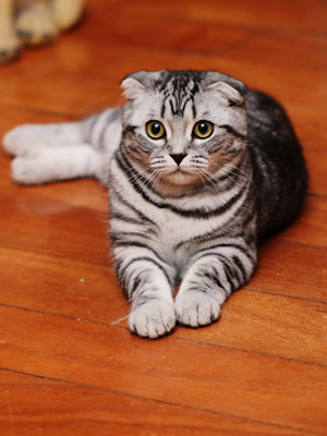 主人不在家怎样让猫咪不无聊,主人不在家猫咪怎么度过