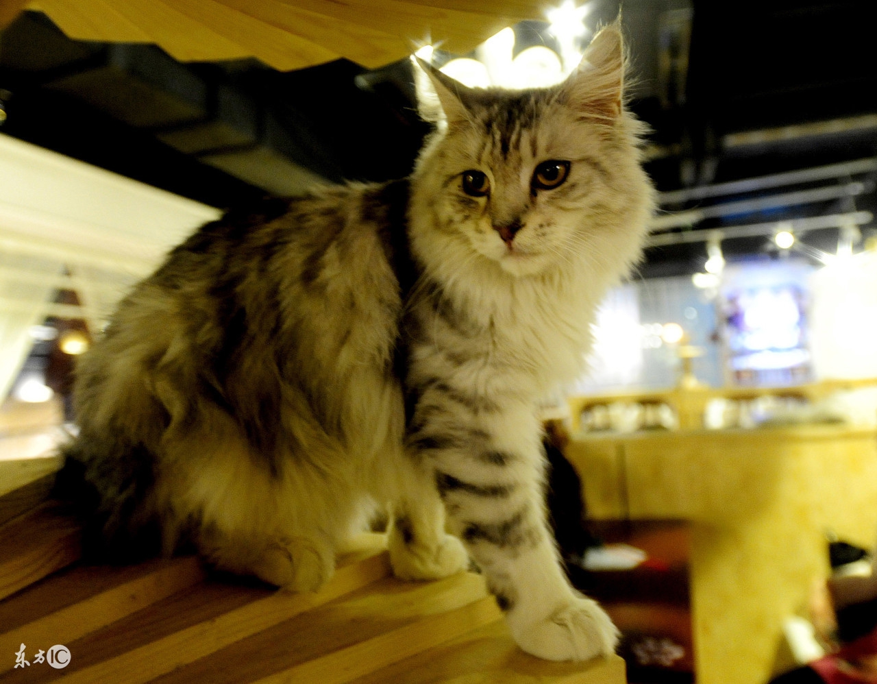 主人不在家怎样让猫咪不无聊,主人不在家猫咪怎么度过