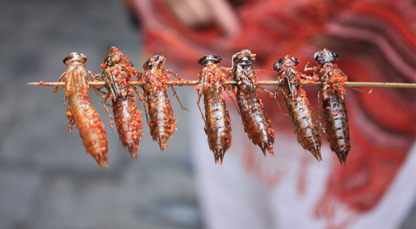 这些美味的虫子你敢吃吗,盘点可以吃的虫子