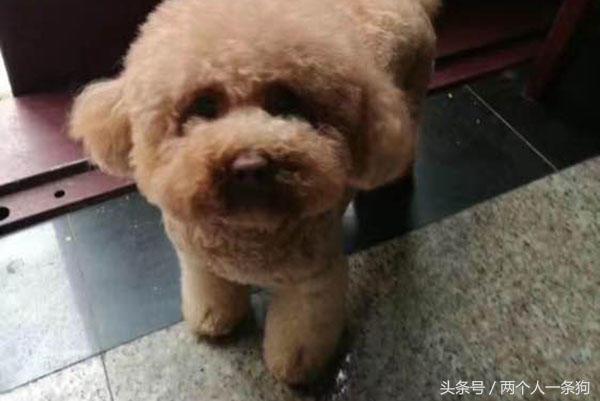 美女养泰迪连续三月收到宠物用品快递,报警调查结果让她哭笑不得