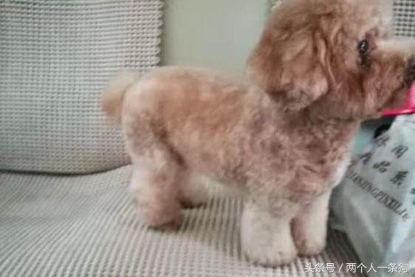 美女养泰迪连续三月收到宠物用品快递,报警调查结果让她哭笑不得