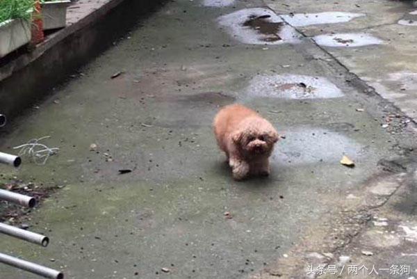 美女养泰迪连续三月收到宠物用品快递,报警调查结果让她哭笑不得