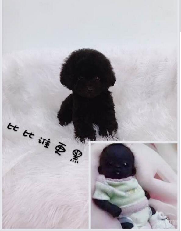 黑色泰迪更活泼,黑色泰迪和灰色泰迪配会出什么色