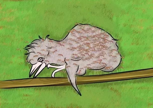 在户外要怎么注意红火蚁,高度警惕红火蚁