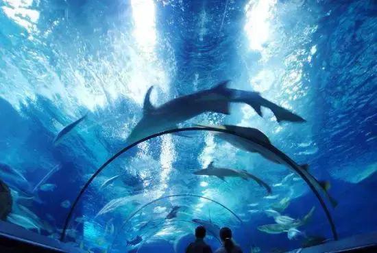 上海坐地铁直达的玩的地方,上海地铁直达花海