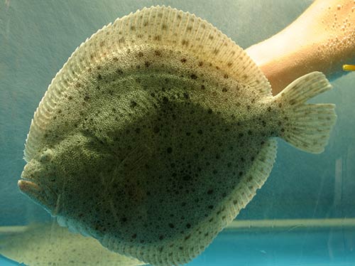 好养好吃的海鱼有哪些,哪些海鱼既好吃但又不能养殖