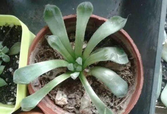 多肉徒长却更好看,多肉徒长更好看