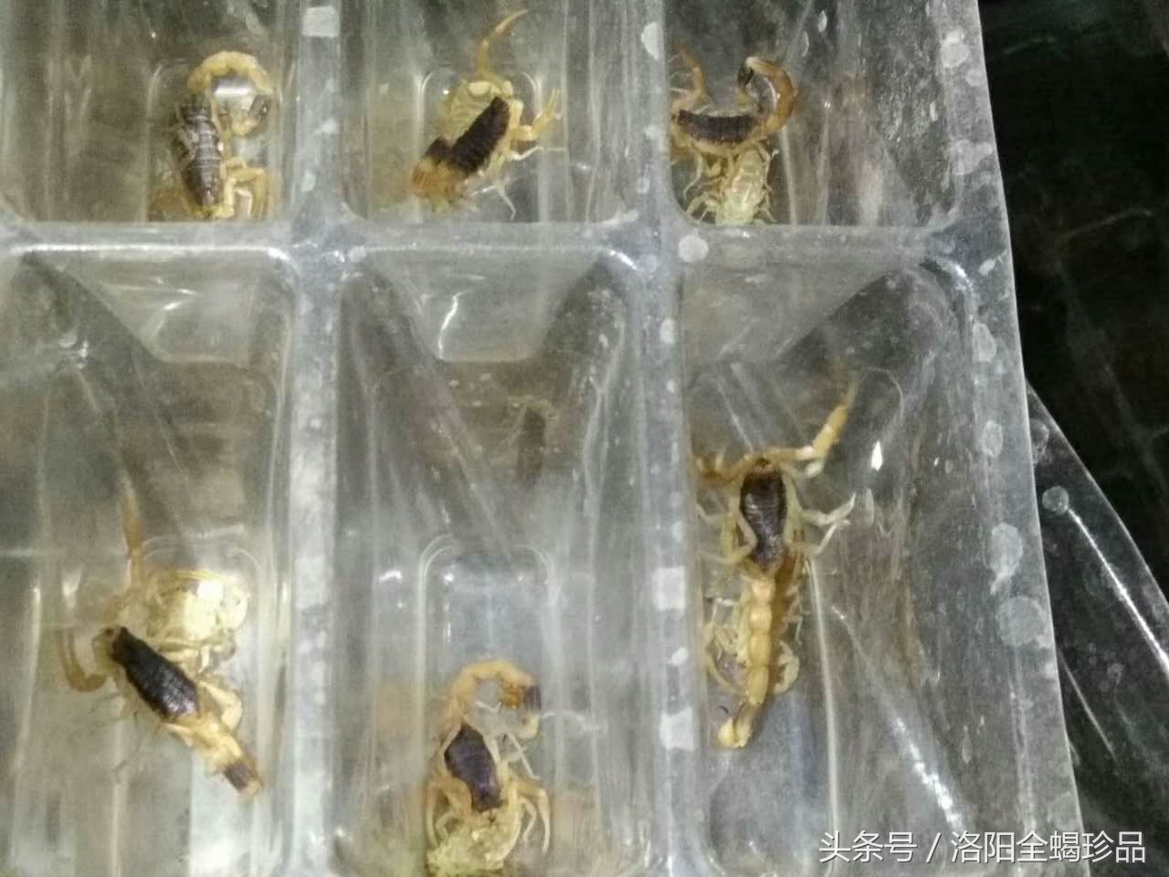 蝎子蜕皮需要什么营养,怎样避免蝎子蜕皮时受到同类蚕食