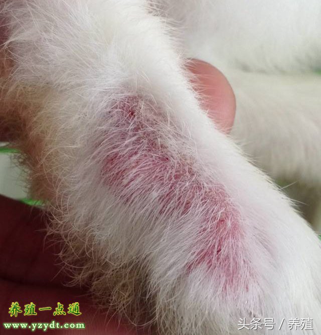 兔兔感染真菌皮肤病打什么针,怎么预防兔得真菌病