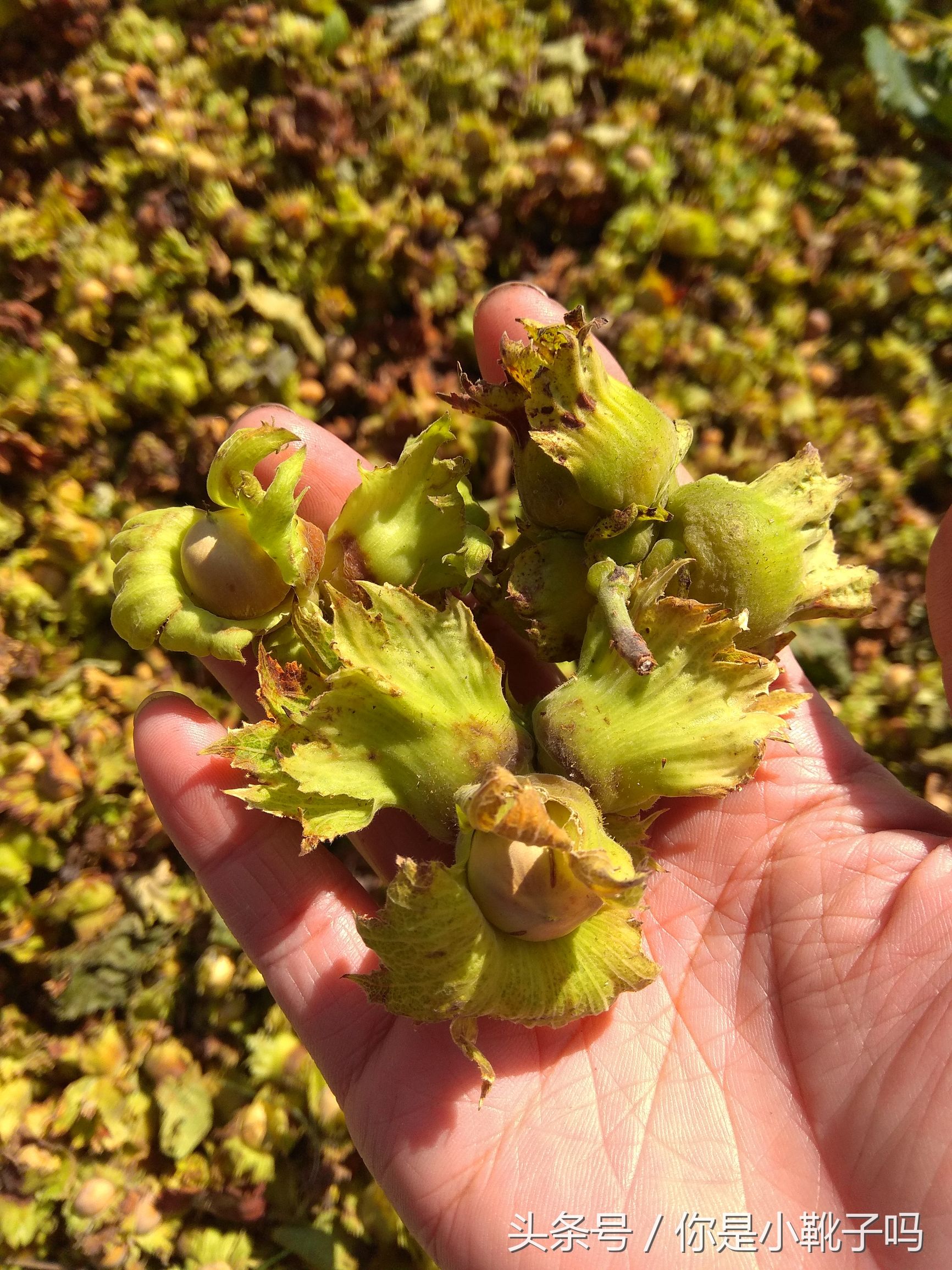 一年一次的榛子采摘又开始啦,榛子这样的坚果采摘非常麻烦